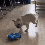 🐕 Disco Pelota para Perros 2 en 1 – Frisbee Interactivo y Pelota de Persecución 🐾